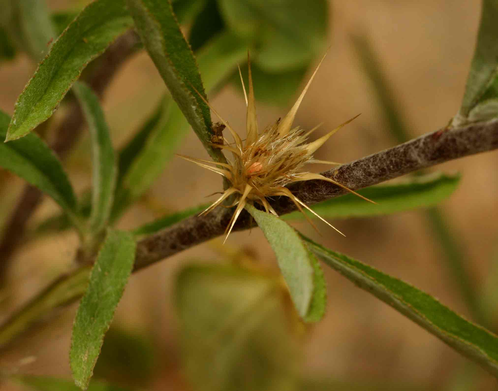 Dicoma tomentosa