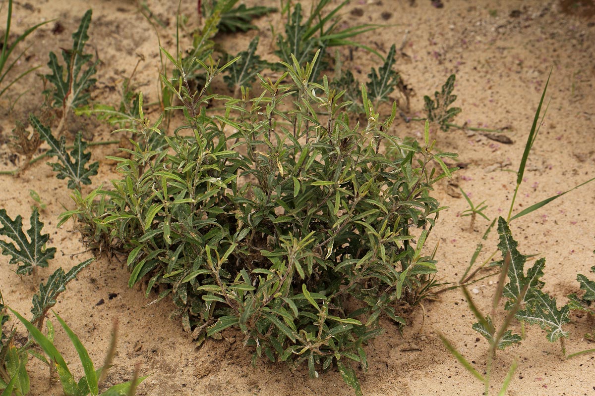 Dicoma tomentosa