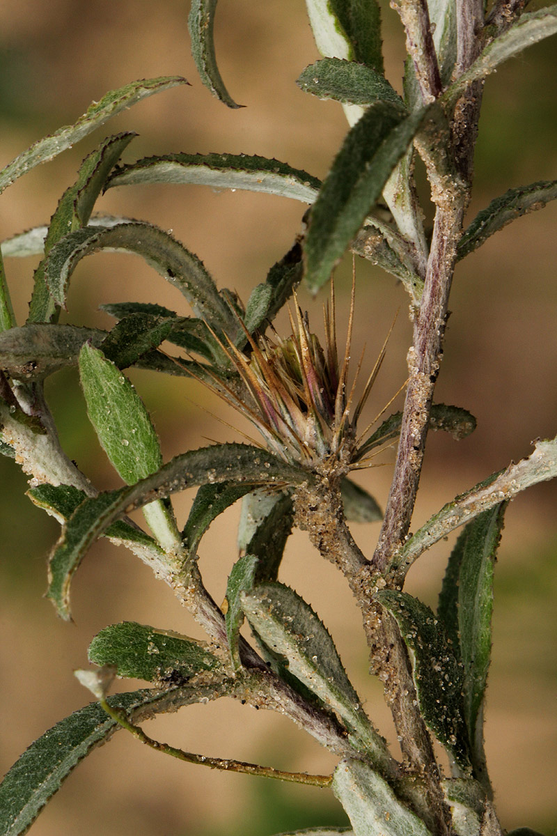 Dicoma tomentosa