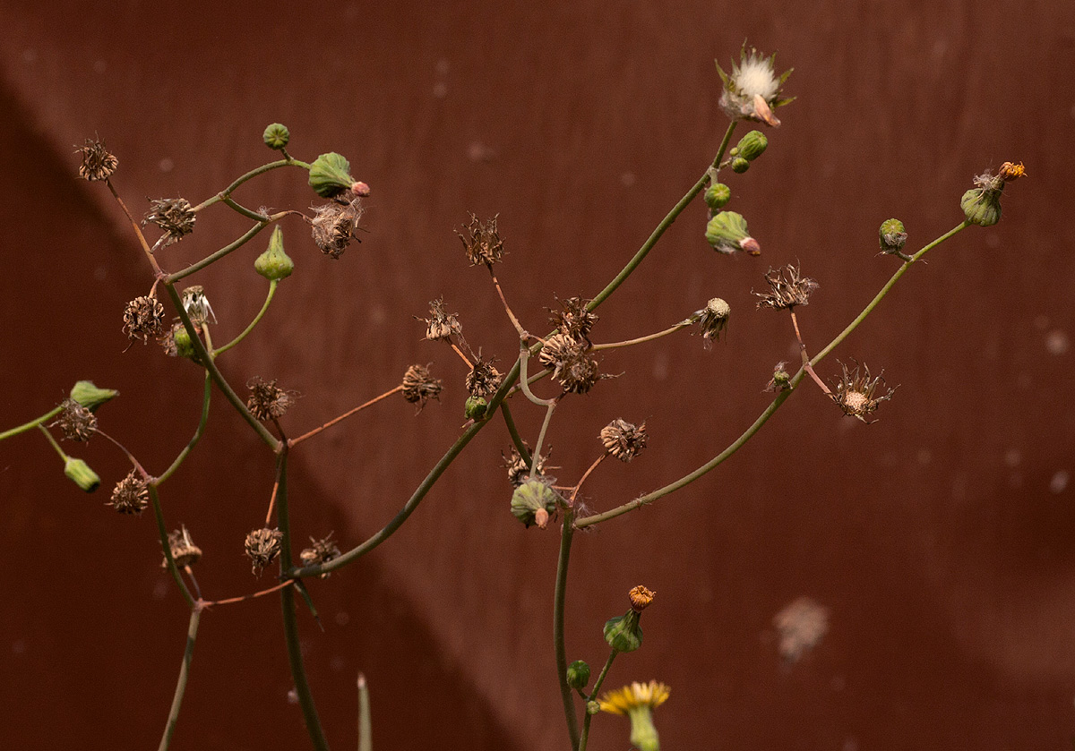 Sonchus oleraceus