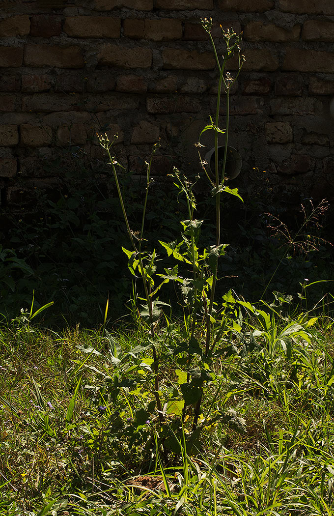 Sonchus oleraceus
