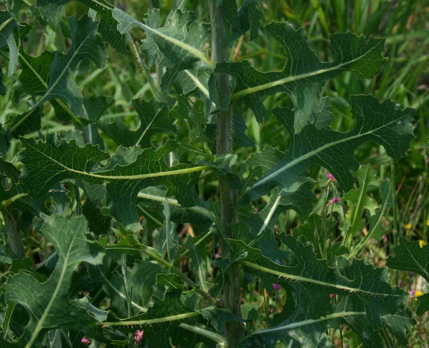 Lactuca serriola