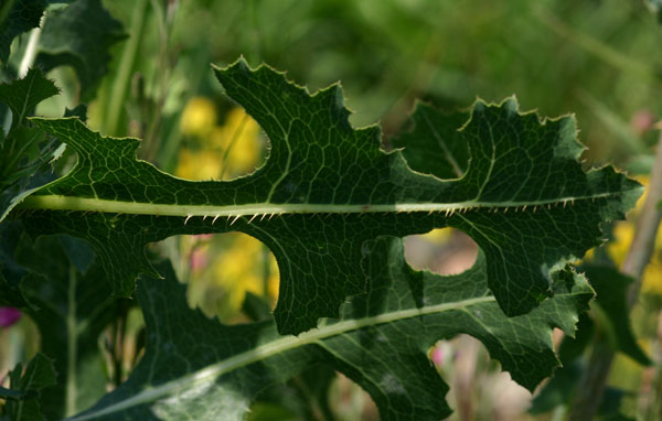 Lactuca serriola