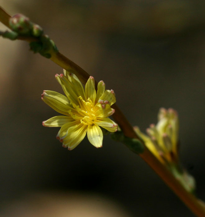 Lactuca serriola