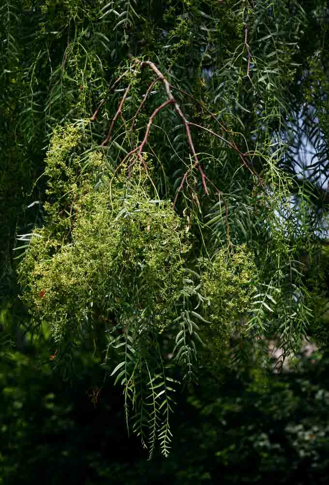 Schinus molle