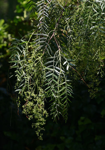 Schinus molle