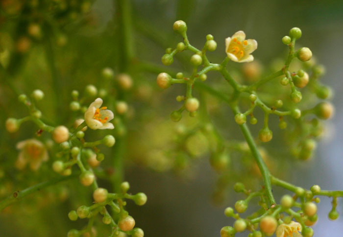 Schinus molle