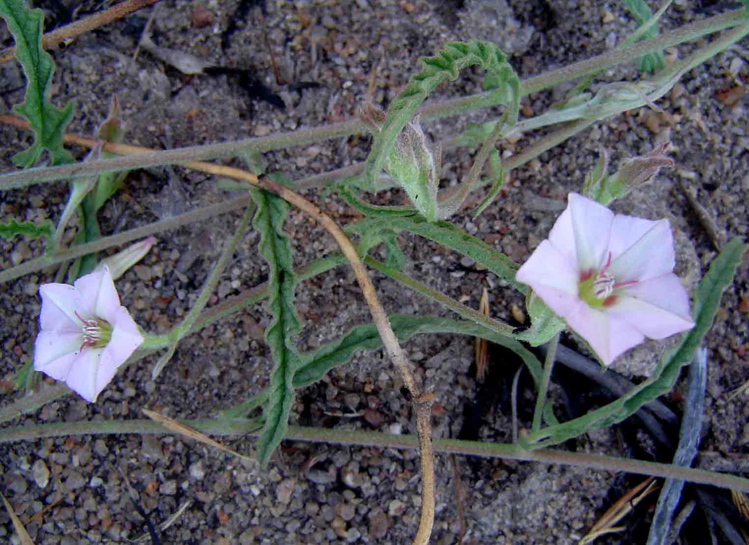 Convolvulus sagittatus