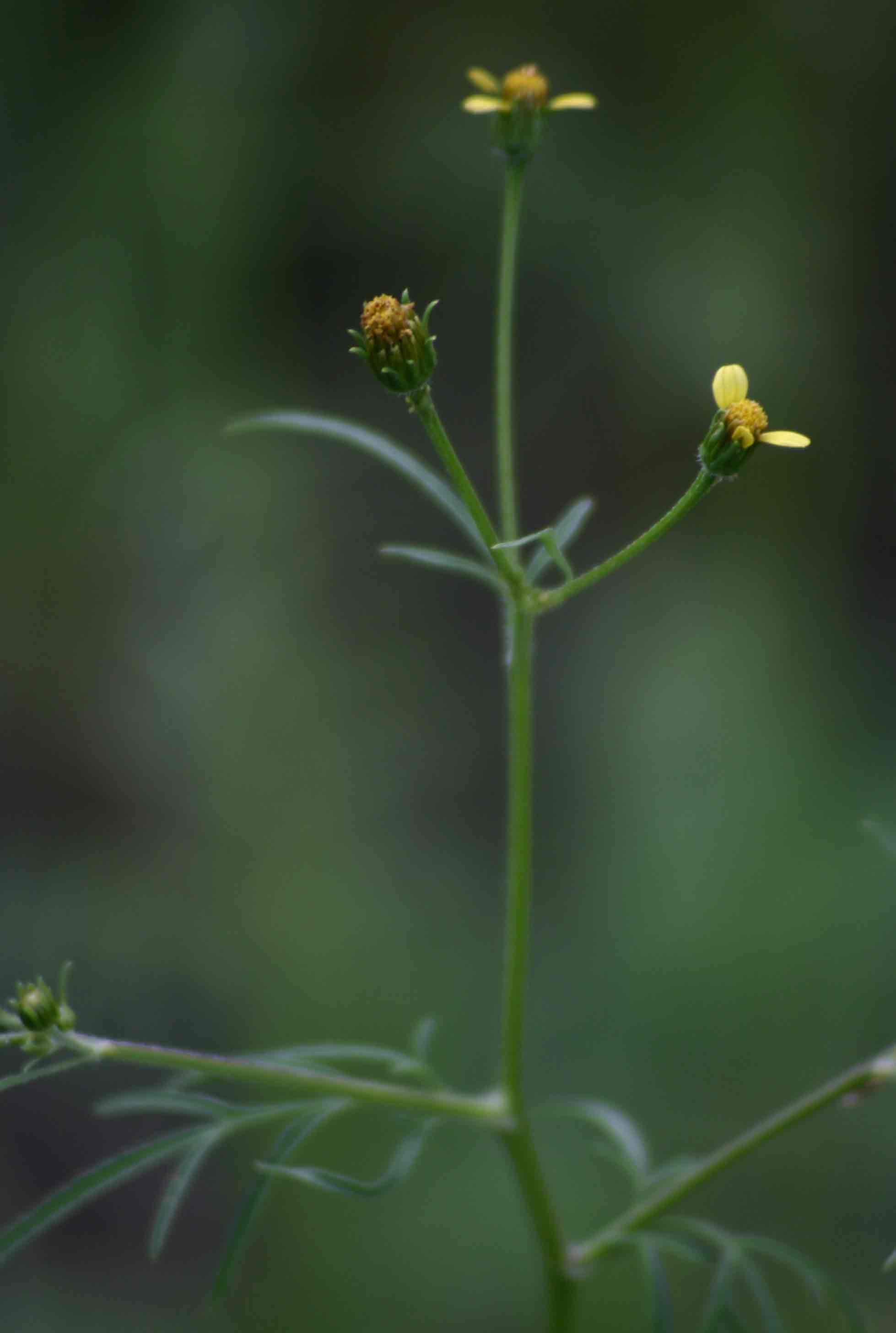 Bidens bipinnata