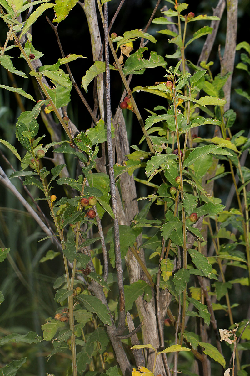 Ficus pygmaea