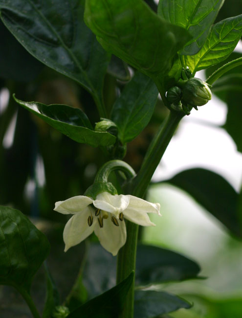 Capsicum annuum var. annuum