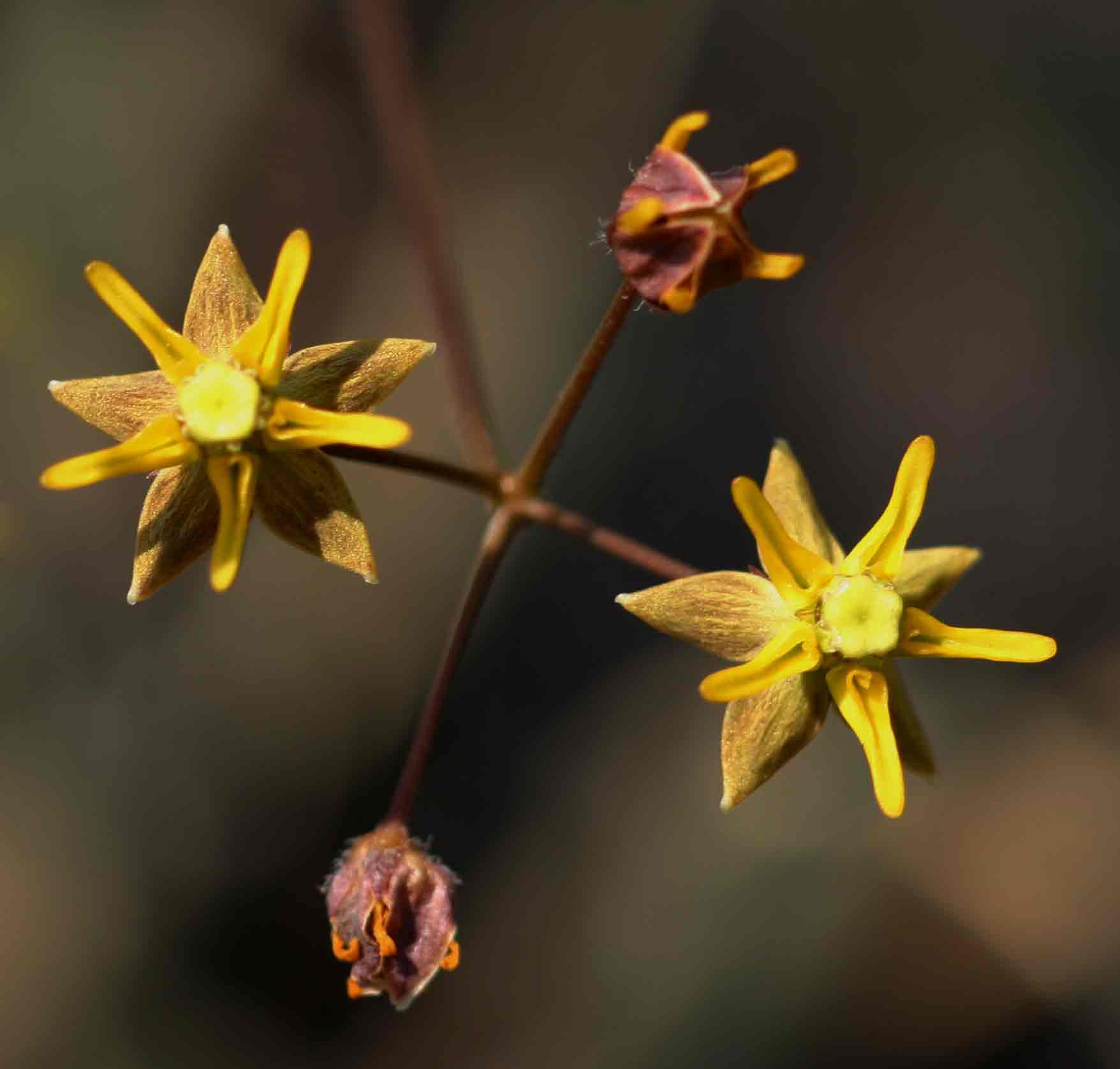 Asclepias aurea