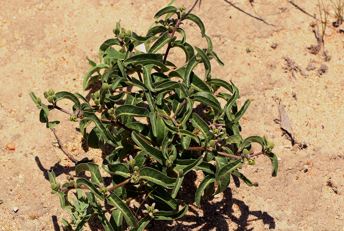 Raphionacme lanceolata