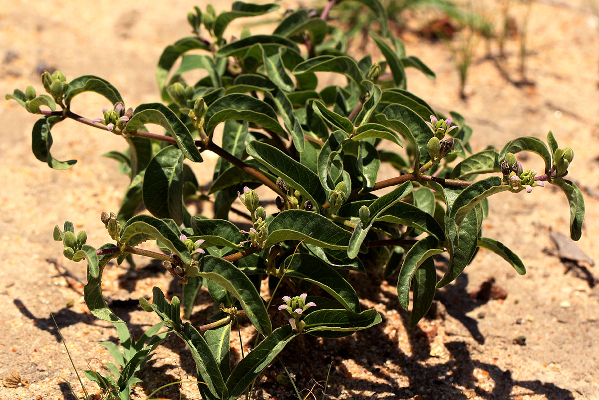 Raphionacme lanceolata