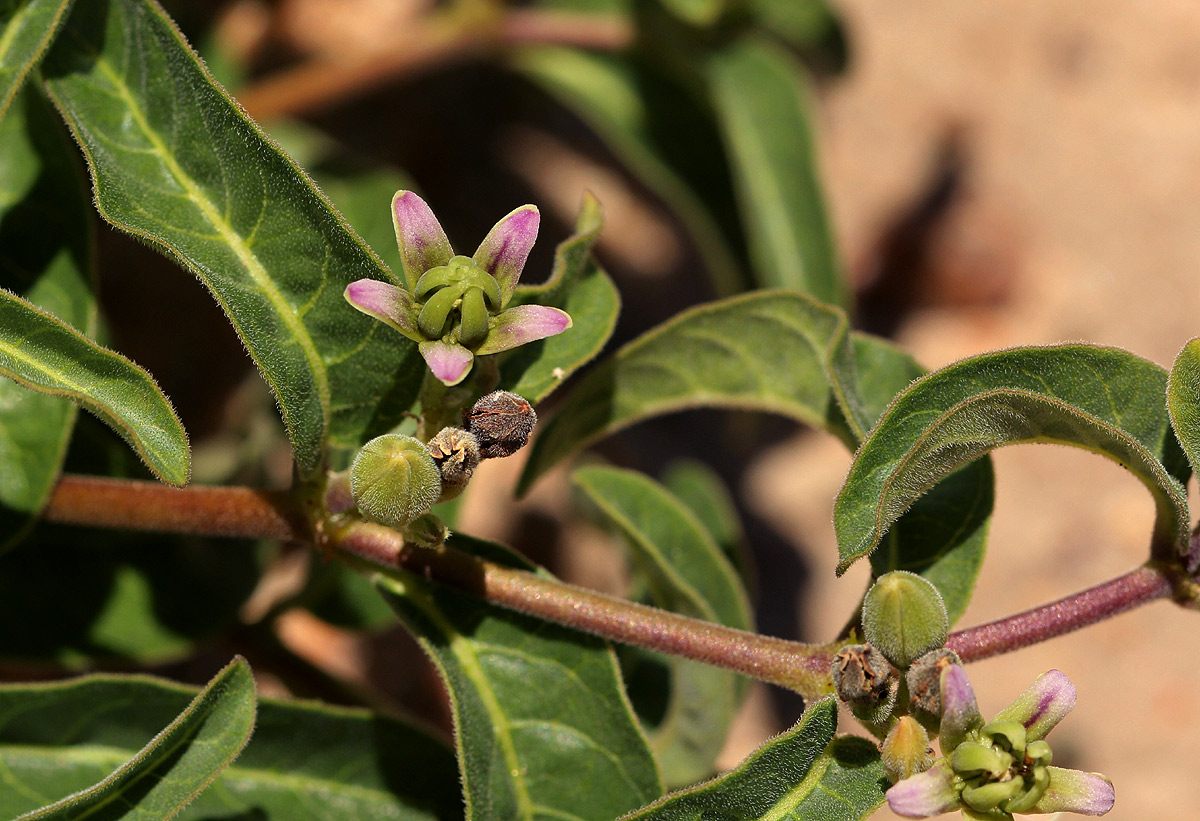 Raphionacme lanceolata