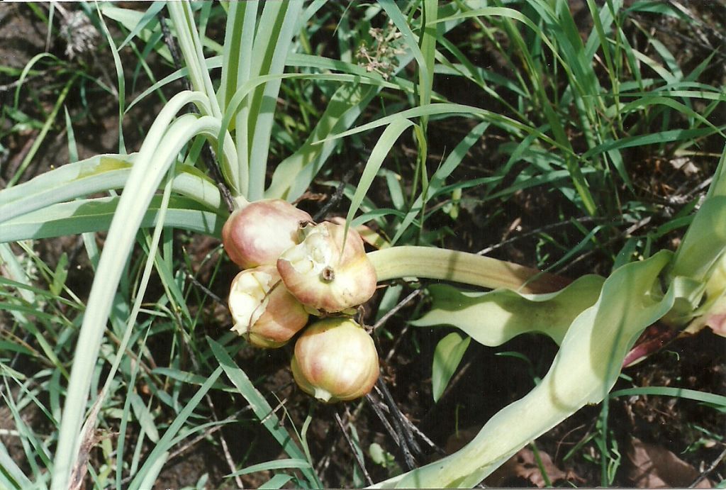Crinum rautanenianum