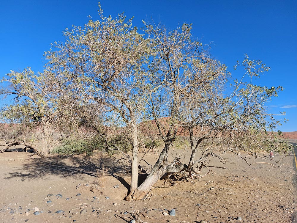 Maerua schinzii