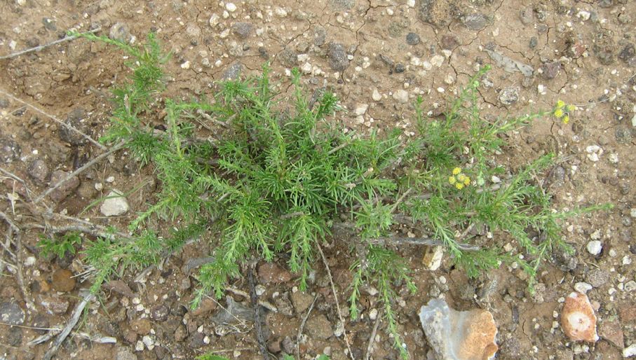 Eriocephalus luederitzianus