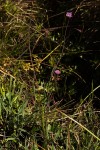 Emilia integrifolia