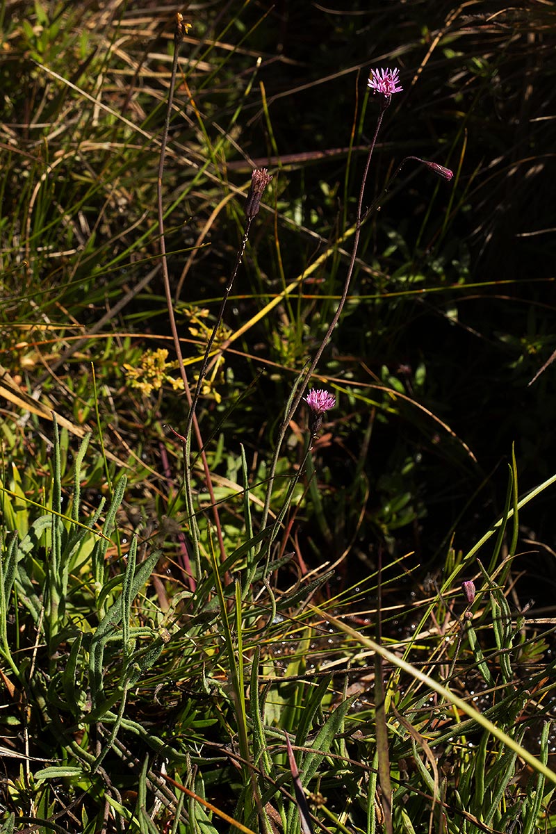 Emilia integrifolia Emilia integrifolia