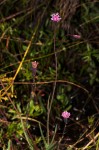 Emilia integrifolia