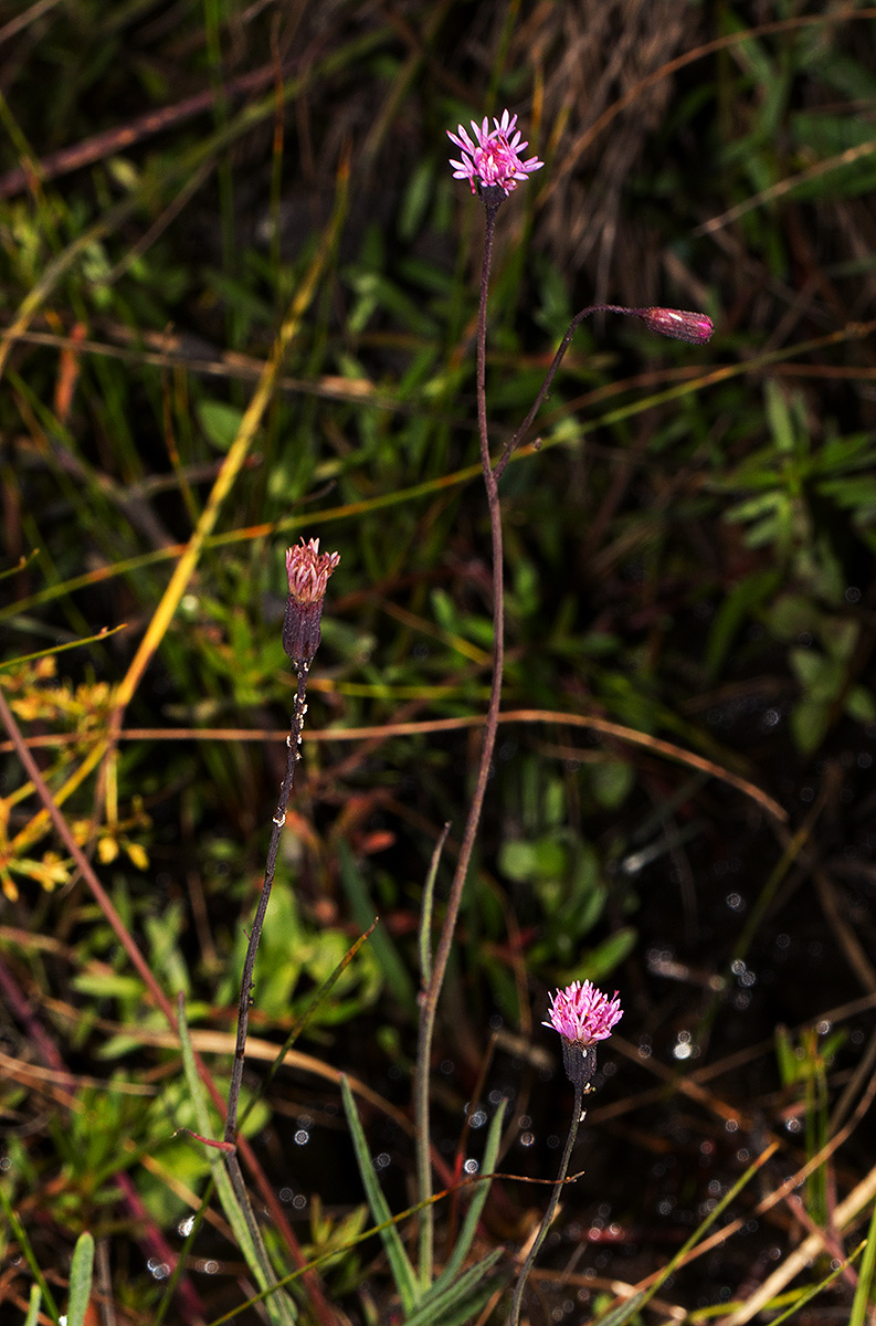 Emilia integrifolia Emilia integrifolia