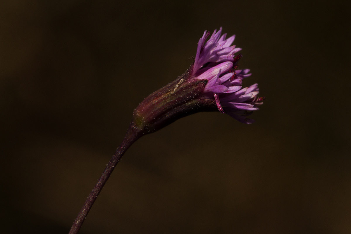 Emilia integrifolia Emilia integrifolia