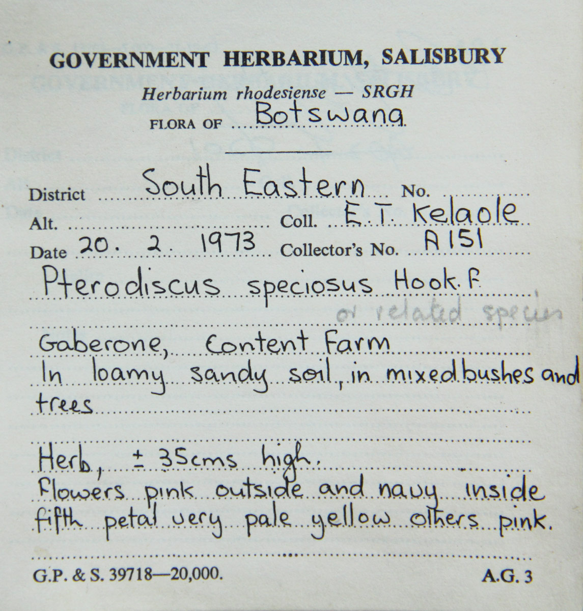 Pterodiscus speciosus