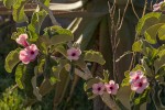 Adenium boehmianum