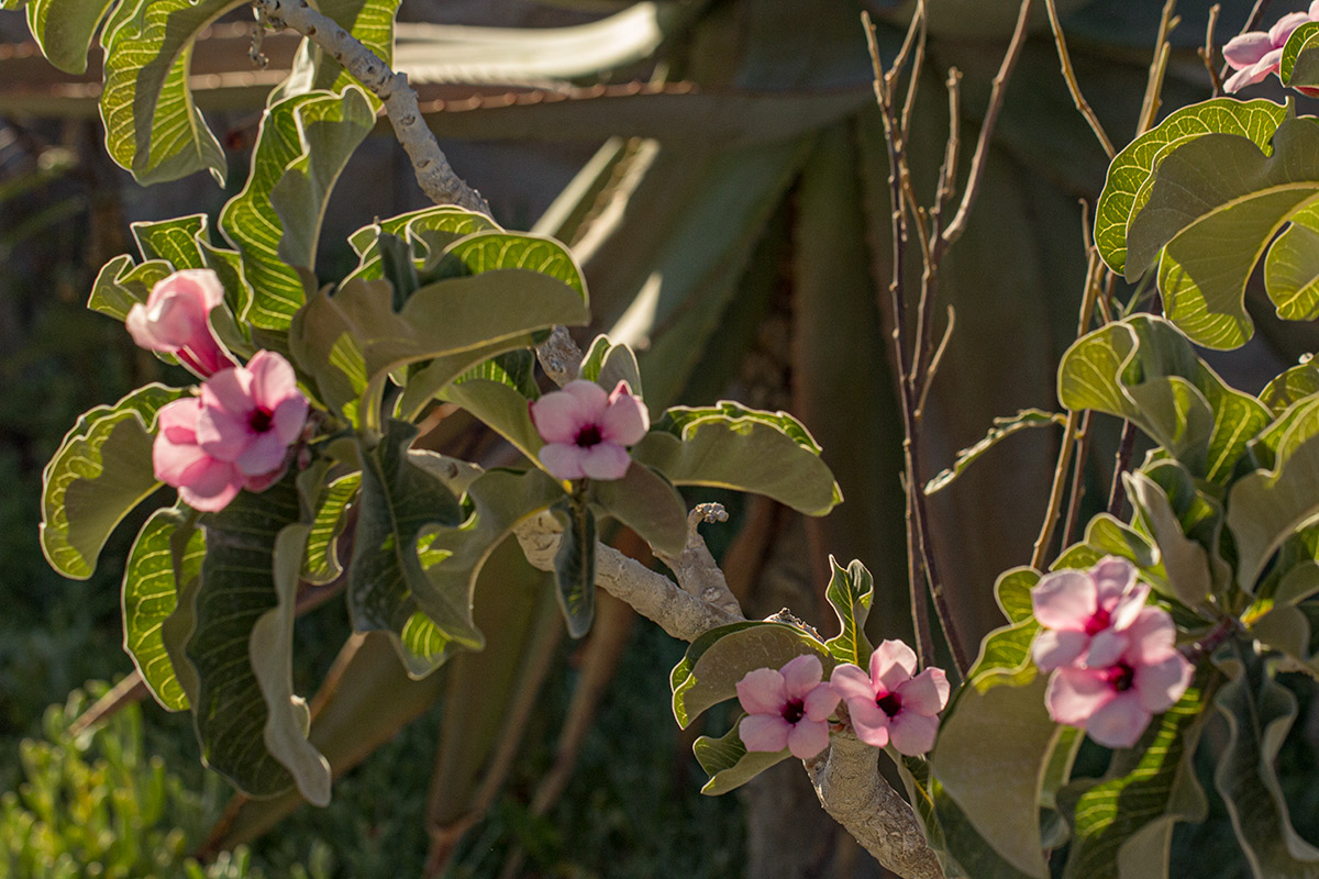 Adenium boehmianum