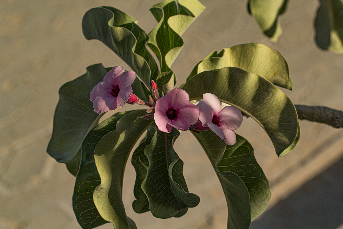 Adenium boehmianum