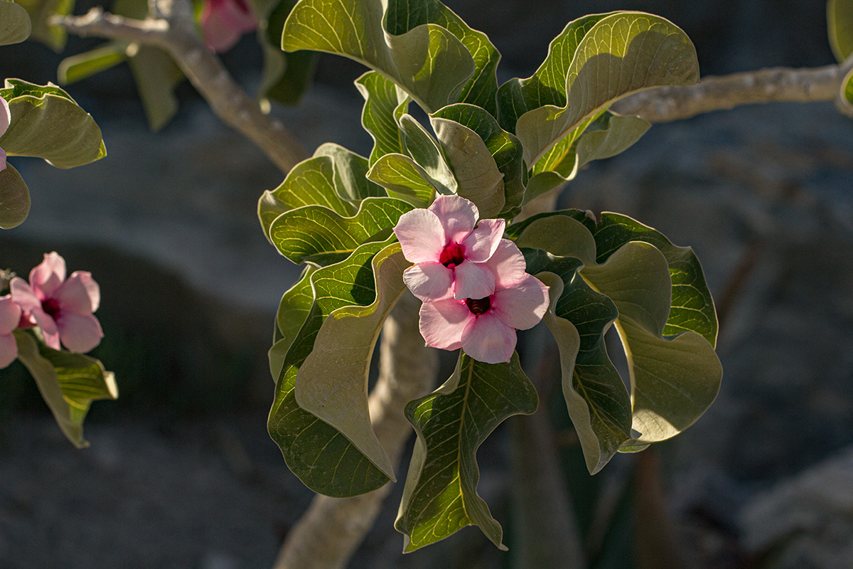 Adenium boehmianum