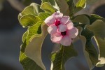 Adenium boehmianum