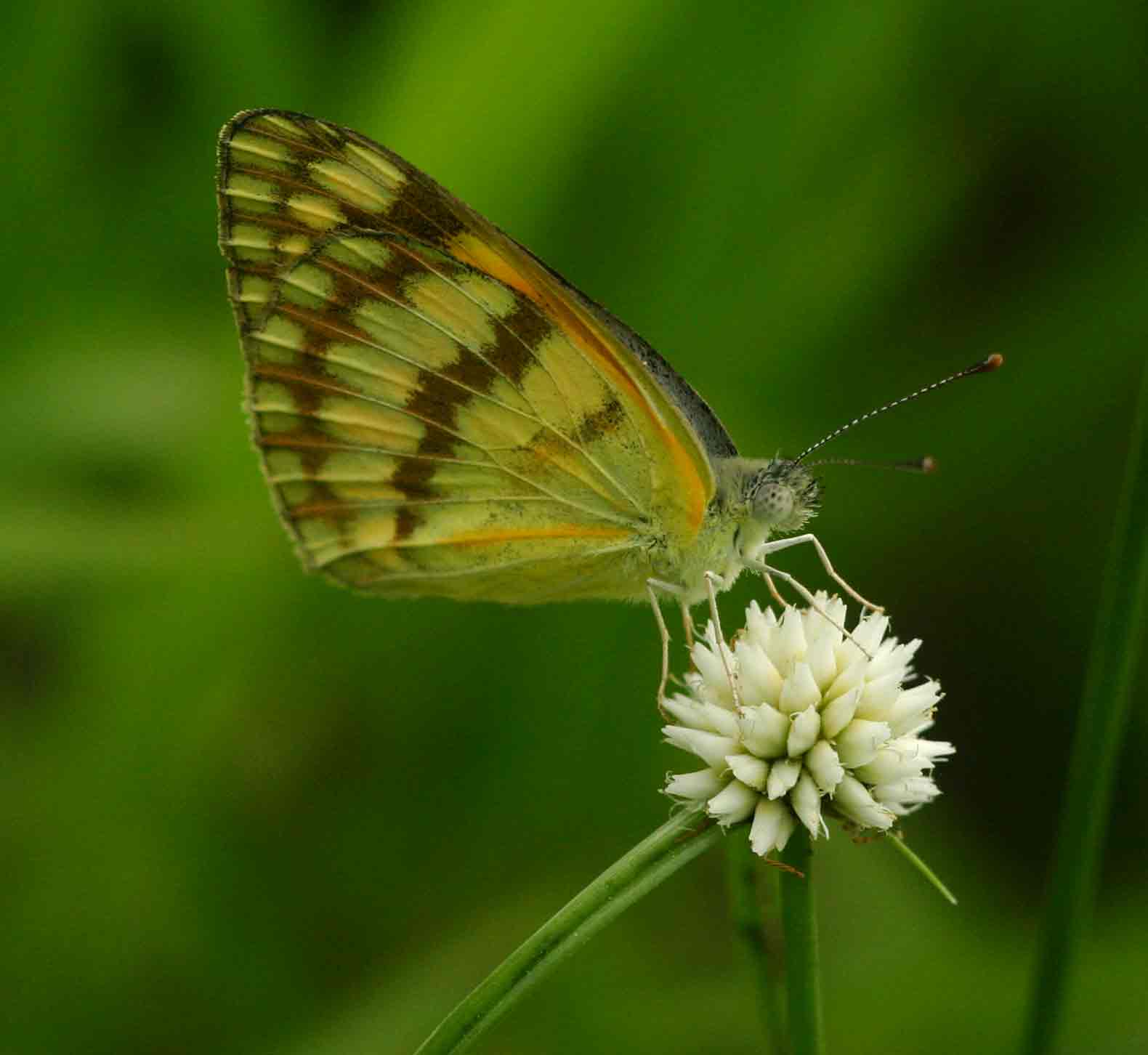 Colotis vesta