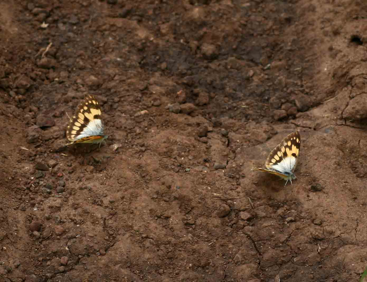Colotis vesta