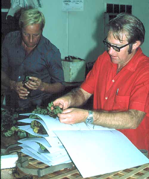 The photograph was taken in June 1972 at the UCR (now UZ) Sinamwenda Research Station on Lake Kariba during a field trip for 3rd Year Botany Students. It shows Dr Dave Mitchell, assisted by a "mature student", <a href="person-display.php?person_id=43">Tom Mueller</a>,
pressing the type specimens of a salvina that Dave later described as a new species, <a href="species.php?species_id=102890">Salvinia molesta</a>.